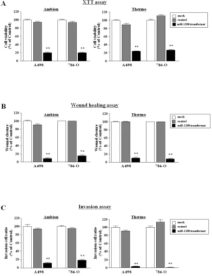 Figure 2: Effect of mature miR-1285 transfection in RCC cell lines.(A) Cell proliferation was determined with XTT assays of A498 and 768-O cell lines after 72 h transfection with 10 nM miR-1285, miR-control and mock