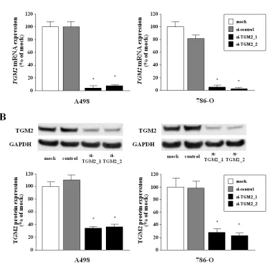 Figure 4: Silencing of TGM2 in two RCC cell lines by si-TGM2.(A) TGM2 mRNA expression after 24 hr of transfection with 10 nM si-TGM2 in RCC cell lines (A498 and 786-O)