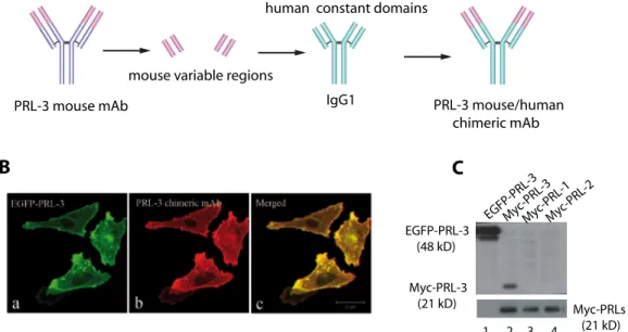 Figure 1: Generation of PRL-3 specific chimeric mAb.  A. A schematic diagram outlining the major steps of PRL-3 chimeric  mAb construction