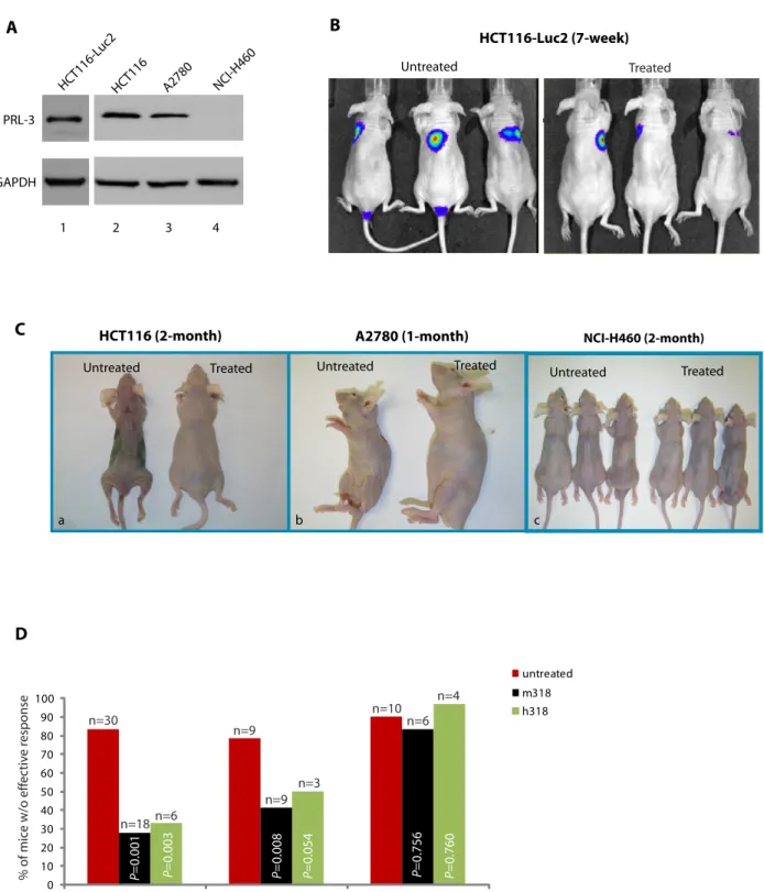 Figure 3: PRL-3 chimeric mAb inhibits the formation of metastatic tumors formed by A2780 cells and HCT-116 cells  that express endogenous PRL-3