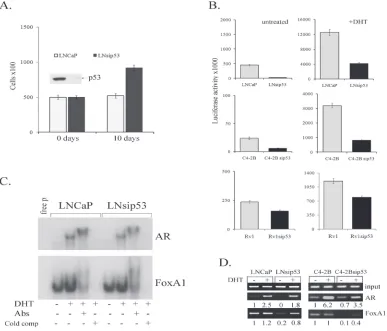 Figure 1: Effects of p53 inhibition on proliferation of LNCaP and on the specificity of chromatin binding by AR