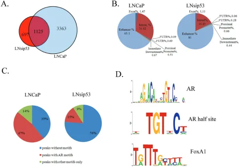 Figure 2: ChIP-Sequence analysis of AR binding sites in LNCaP and LNsip53. (A) Venn diagram showing overlap between the AR binding sites identified in LNCaP and LNsip53 by ChIP-Seq analysis