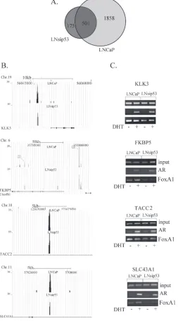 Figure 3: Mapping of ChIP-enriched signals to predicted genes and validation of the interaction