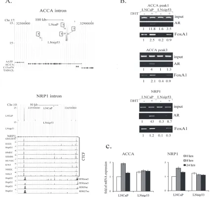 Figure 4: Analysis of LNCaP-specific AR-binding peaks in ACCA and NRP1 genes. (A) ChIP-seq defined four peaks of LNCaP-specific binding of AR to introns within the ACCA gene, and to one intron of the NRP1 gene