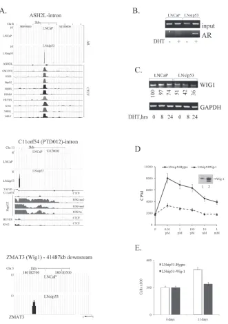 Fig. 1B), and this phenomenon appears to be common to 