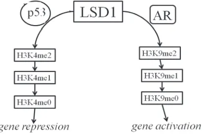 Figure 6: Schematic depicting model for LSD1 regulation by p53 and AR. When LSD1 interacts with oligomerized p53, H3K4 is demethylated and this leads to a repression of target-gene expression (left branch)