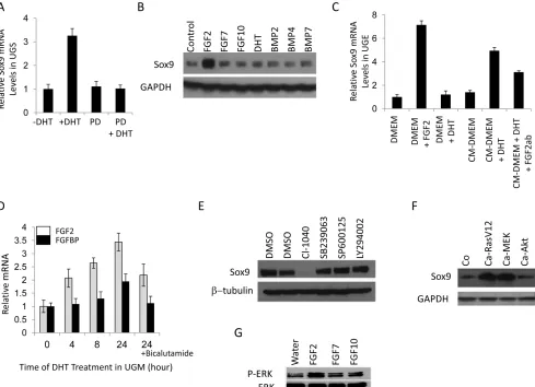 Figure 2: Sox9 expression in UGS is regulated by DHT and fibroblast growth factor receptors (FGFRs)