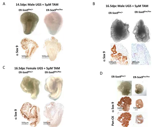 Figure 3: Sox9 is essential for prostate budding. A-C. Sox9 is essential for prostate initiation