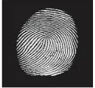 Fig. 1 Finger Print. 