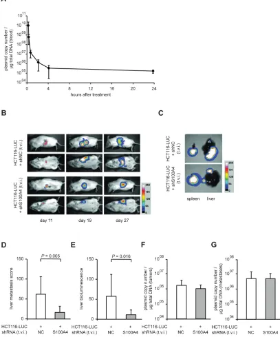 Figure 4: Systemic application of S100A4-shRNA-plasmids reduced metastasis formation of intrasplenically transplanted HCT116-LUC cells in vivo