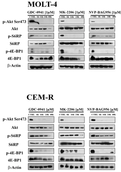 Figure 4: Time course of the phosphorylation status of PI3K/Akt/mTOR signaling components in response to drug treatment