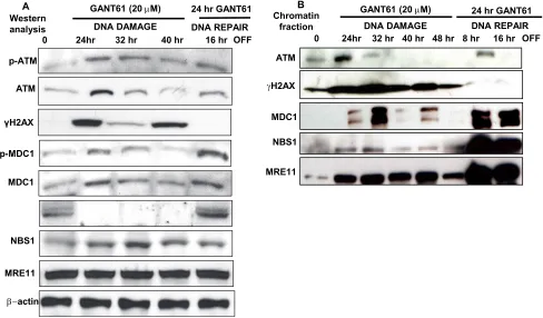 Figure 4: A: The expression of DNA damage-induced mediator proteins was examined following GLI1/GLI2 inhibition for up to 48 hr during continuous exposure to GANT61 (20 µM; DNA damage) or during DNA repair following 24 hr exposure to GANT61 (20 µM) and 16 