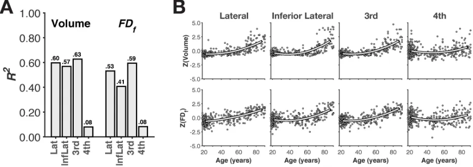 Figure 6. Age-related differences in volume and structural complexity of ventricular structures