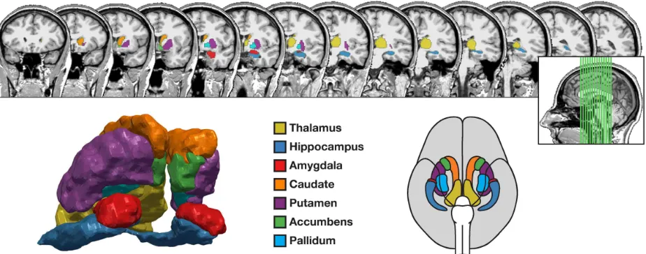 Figure 1. Coronal slices, 3D reconstruction, and 2D illustration of the seven subcortical structures examined
