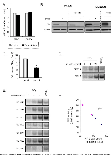 Figure 5: Tempol translationaly inhibits HIF2α. A. The effect of Tempol (5mM, 24h) on HIF2α transcription was assessed by semi-quantitative RT-PCR in 786-0 and UOK220 cells