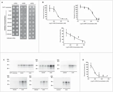 FIGURE 2. Inhibition of ovine prion replication with distinct rPrPs. A single classical scrapie sample(PG1361/05) was ampliﬁed in triplicates by PMCA for one round using a VRQ PrPC substrate.PMCA reaction products ampliﬁed in the presence or absence of rVR