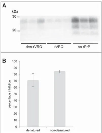 FIGURE 3. Both native and denatured rVRQinhibit prion replication. PMCA ampliﬁcation of ascrapie isolate (PG1361/05) was performed intriplicate in the presence of 1200 nM of rVRQwith or without denaturation or in the absence ofany rPrP (as indicated)
