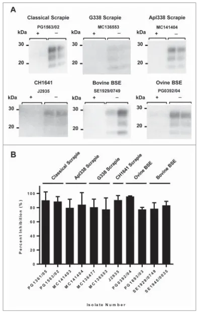 FIGURE 6. Inhibition of distinct prion strains/isolates with rVRQ. All samples were ampliﬁedin duplicate by sPMCA for 5 rounds