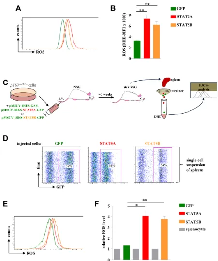 Figure 5: STAT5A and STAT5B expression mediates ROS production in a leukaemia mouse model