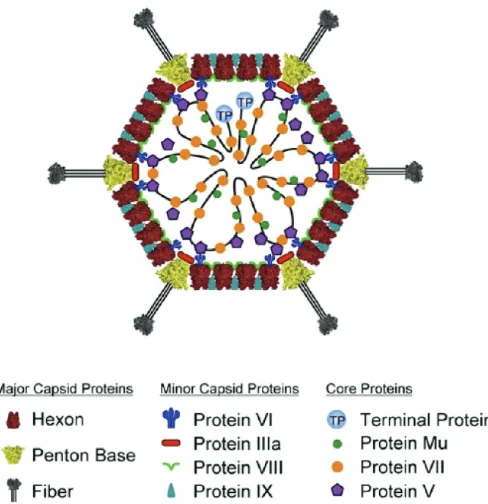 figure 1: Adenovirus structure and transcription regions. A) Adenovirus capsid is composed of three major and four minor proteins