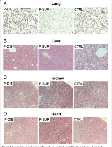 Figure 7 Comparison of pathomorphologic changes mitochondrial function between dying and(D)surviving septic mice using prospective stratification of outcome
