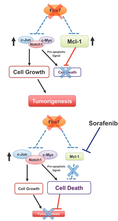 Figure 3: Fbw7-deficient T-ALL cells are “addicted” to high levels of mcl-1 expression and are particularly sensitive to the mcl-1 antagonist sorafenib.