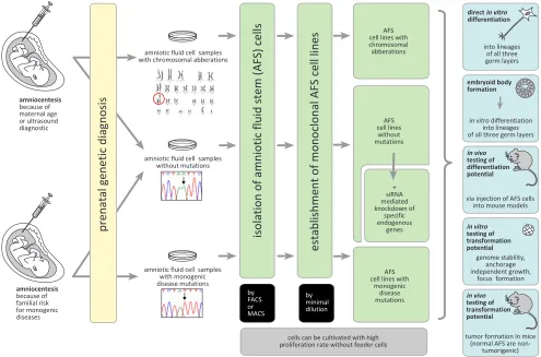 Figure 1: Human AFS cells as a biological model to study gene functions. Monoclonal human AFS cell lines can be established from amniocentesis performed because of different medical indications