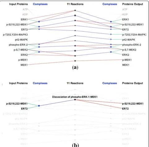 Figure 1 Visualizing biochemical reactions in the ERK activation pathway: (a) The reaction-centric view of the pathway (b) Brushing asingle reaction to highlight its inputs and outputs.