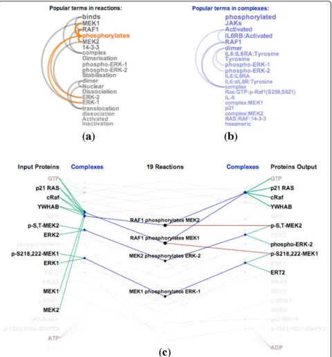 Figure 2 Visualizing the RAF cascade pathway: (a) Arcs diagram of popular terms in reaction descriptions (b) Arcs diagram of popularterms in complex descriptions (c) Filtering the reactions containing the word “phosphorylates” in their descriptions.