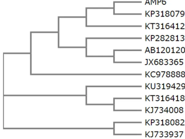 Fig. 3: Phylogenetic tree of AMP8 were conducted by MEGA4 software. 