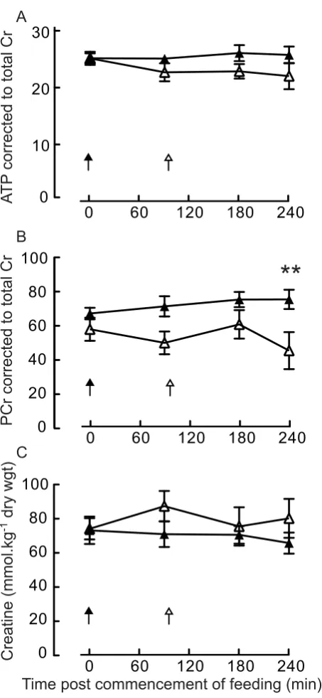 Figure 5. Intramuscular high energy phosphates(EAA) and presence (EAA + LEU) of a 3 g of leucine top-up after 90 min