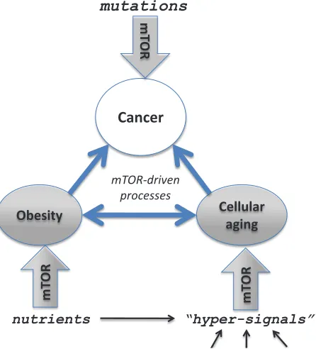 Figure 2: Several mTOR-dependent processes acting in concert can promote cancer. The mTOR pathway is involved in cellular and organismal aging, thus connecting aging to age-related diseases such as cancer