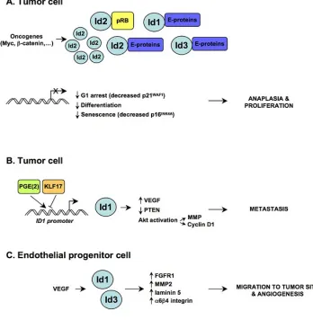 Fig. 1.   Deregulated Id signaling may promote multiple attributes of malignancy. (A) Increased levels of Id proteins have been reported in cancer cells and their expression is frequently governed by acti-vated oncogenes (such as Myc and beta-catenin that 