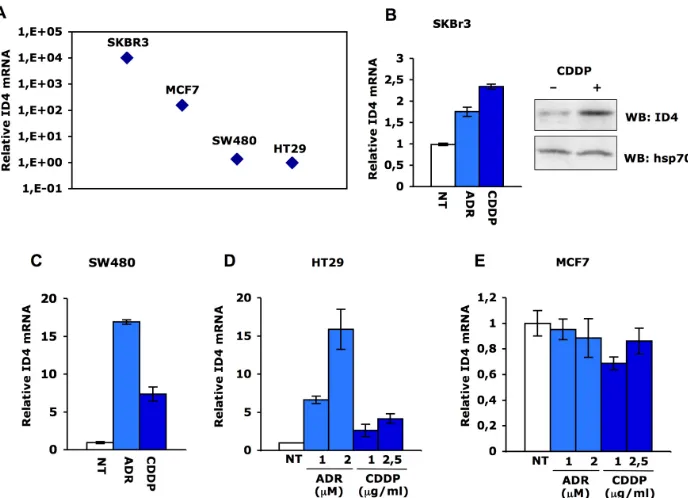 Fig. 2.  ID4 mRNA is increased in response to DNA damage. (A) qRT-PCR analysis of ID4 expres-sion was performed in parallel on SKBr3, MCF7, SW480 and HT29 cells
