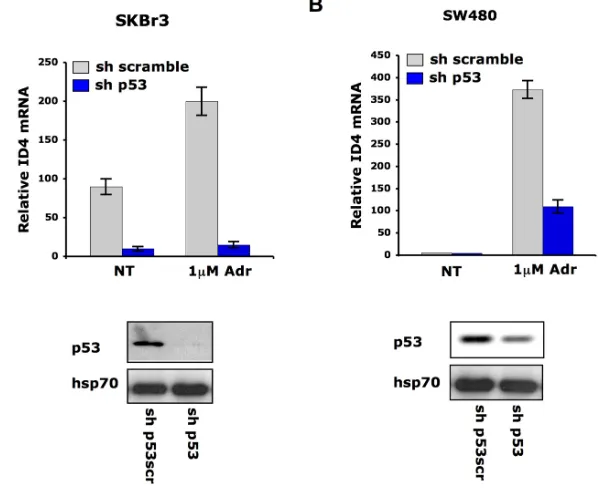 Fig. 3.  Mutant p53 mediates Id4 mRNA induction after DNA damage. qRT-PCR analysis of ID4 expression was performed in SKBr3 (A) and SW480 (B) cells whose p53 expression was depleted (sh-p53) and control cells (sh-scramble) upon treatment with adriamycin (1