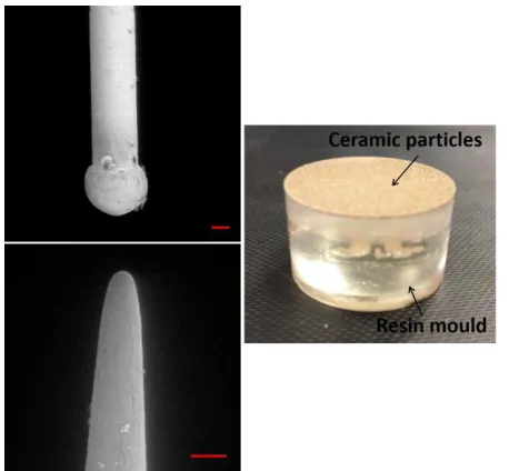 Fig. 3.  On the left, SEM pictures of the tips before mounting on the resonator. Scale bars represent 50 μm