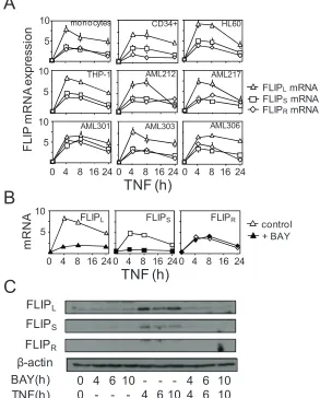 Figure 1: differential regulation of FLIP isoform expression by tnF in human AML. (A) AML samples, AML cell lines for FLIPmeans ± SEM, from three separate experiments