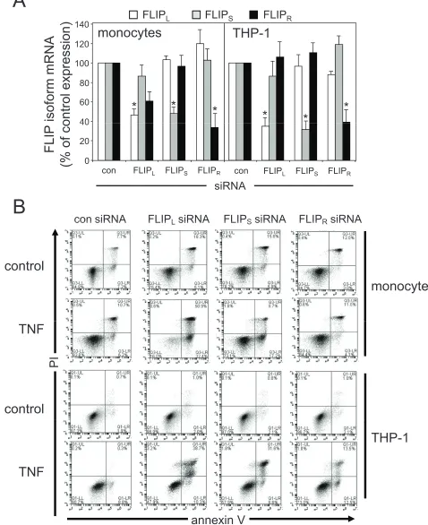 Figure 2: differential effects of silencing FLIP isoforms on tnF apoptotic responses. (A) Human monocytes and THP-1 cells 