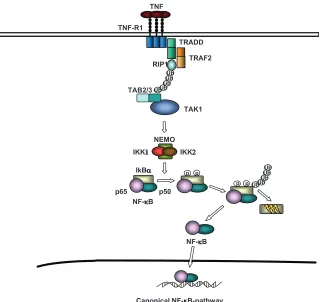 Figure 1 Vucur et al.