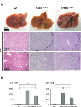 Figure 2 Vucur et al.
