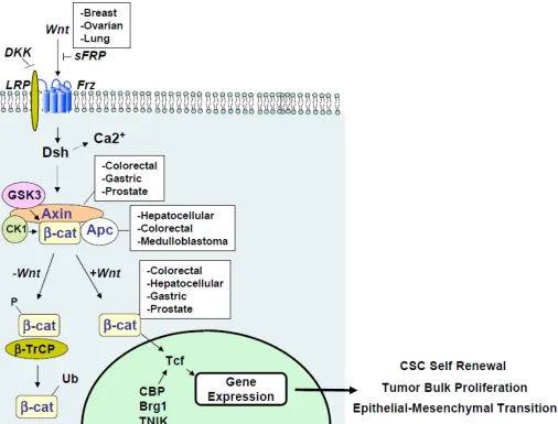 Figure 2:  Canonical Wnt signaling and dysregulation in cancer.  The Wnt signaling pathway is comprised of extracellular, cytoplasmic and nuclear signaling events that are amenable to therapeutic intervention