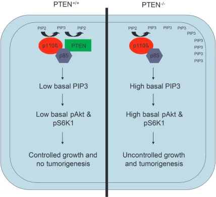 Figure 1: Model for p110β dependency in PTEN null tumors. p85 binds to both p110β and PTEN, allowing negative regulation associated PTEN, leading to high basal PIP3 levels in the membrane, enhanced activation of Akt and S6K1, and uncontrolled cell growth a