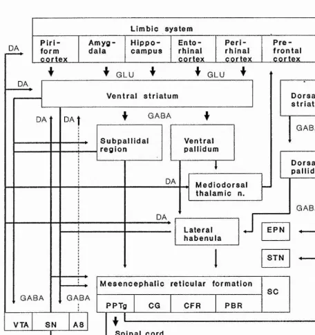 Fig. 1.2 Ventral striatal circuitry and its interaction with the dorsal striatal 