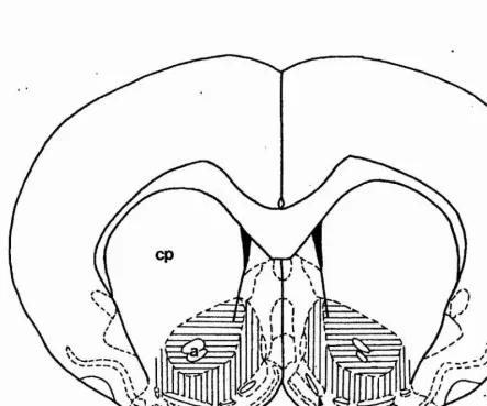 Fig. 1.3 Core and shell areas of the nucleus accumbens. Horizontal 