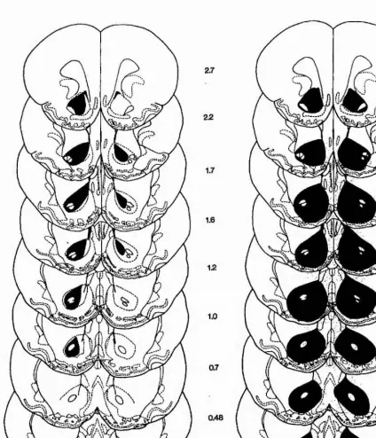 Fig. 3.2 Smallest (A) and largest (B) ventral striatal lesions induced by 90 