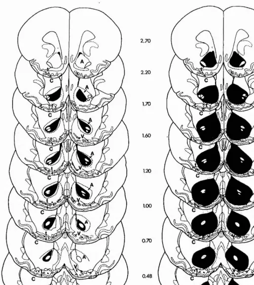 Fig. 5.1 Smallest (A) and largest (B) lesions of the nucleus accumbens 