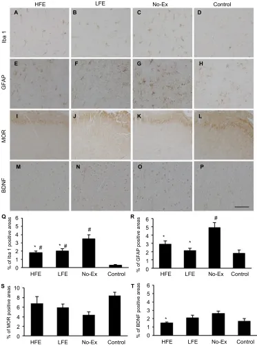 Figure 3 Photomicrographs of DaB staining of immunoreactivity of iba1 (in the HFE, LFE, and No-Ex groups were significantly increased compared with that in the control