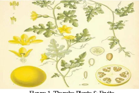 Figure 1. Thumba Plants & Fruits 