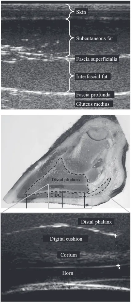Figure 1. Top: ultrasonogram of back fat. The transducer was placed 5 to 10 cm cranial to the tuber ischium, perpendicular to the skin on a line to the tuber coxa, to visualize the fascia profunda