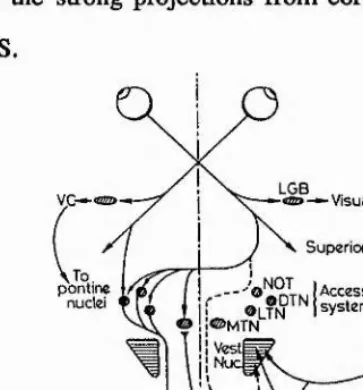 Figure 2.4. Visual pathways to the accessory optic system (AOS) in brainstem. From the retinae visual information Is distributed directly to LGB, to pontine nuclei, to track; DTN, dorsal terminal nucleus; MTN, medial terminal nucleus; LTN, lateral terminal